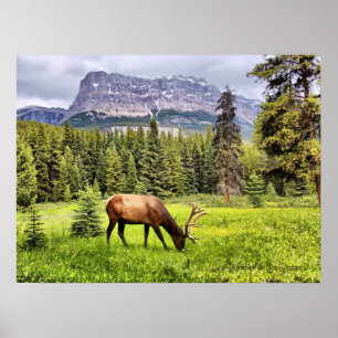 Bull Elk in Castle Mountain Banff National Park Poster