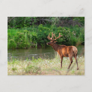 Bull Elk in de National Bison Range, Montana 2 Briefkaart