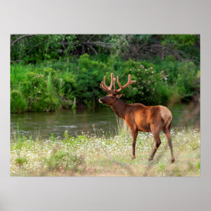 Bull Elk in de National Bison Range, Montana Poster