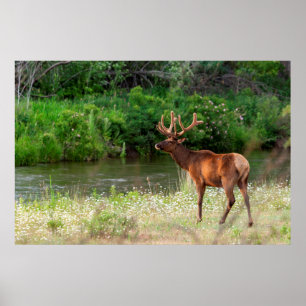 Bull Elk in het National Bison Range, Montana 2 Poster