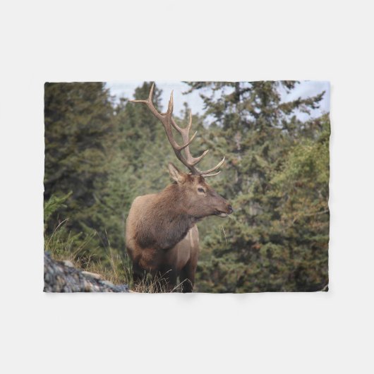 Bull Elk in Jasper Fleece Deken (Voorkant (Horizontaal))