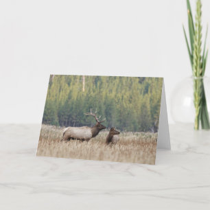 Bull Elk in Meadow Nationaal Park Yellowstone Kaart