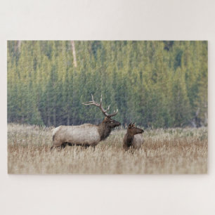 Bull Elk in Meadow   Nationaal Park Yellowstone Legpuzzel