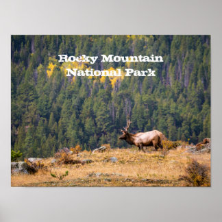 Bull Elk in Rocky Mountain National Park Foto Poster