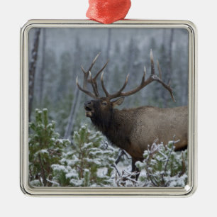 Bull Elk in sneeuw die belt, afluisteren, Yellowst Metalen Ornament