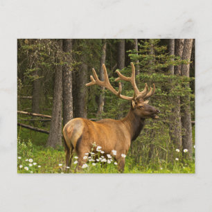 Bull Elk in Velvet, Canada Briefkaart