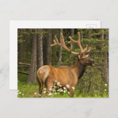 Bull elk in velvet, Canada Briefkaart (Voorkant / Achterkant)