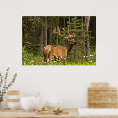 Bull elk in velvet, Canada Poster (Keuken)