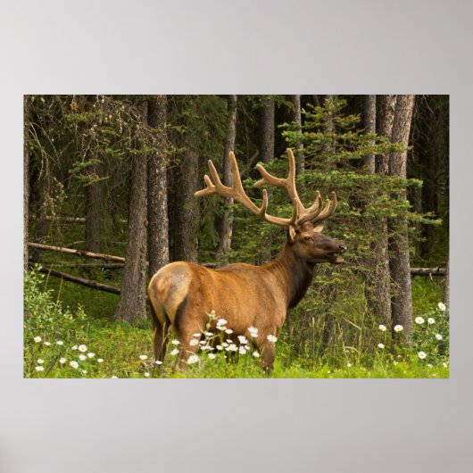 Bull elk in velvet, Canada Poster (Voorkant)