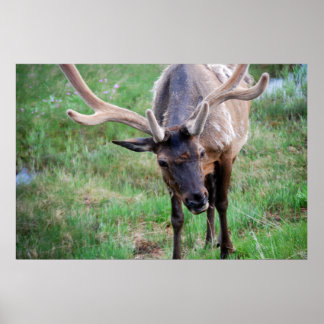Bull Elk in Velvet Poster