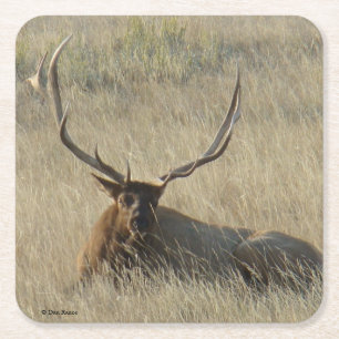 Bull Elk Laying in Grass Vierkante Kartonnen Onderzetter