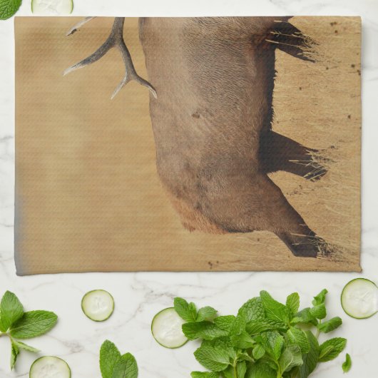 Bull Elk met hoofd terug Theedoek (Gevouwen)