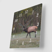 Bull Elk Morning Walk Horloge murale (Angle)