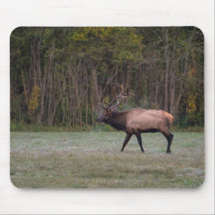 Bull Elk Morning Walk Muismat
