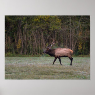 Bull Elk Morning Walk Poster