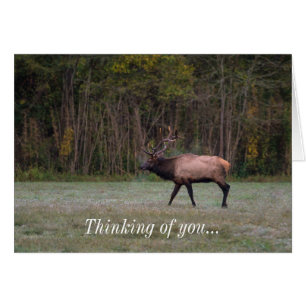 Bull Elk Morning Walk Thinking of you Kaart