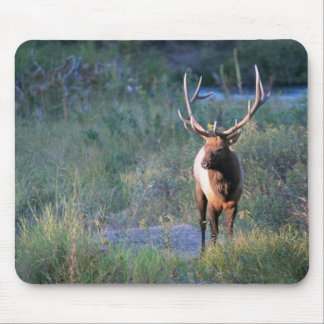 Bull Elk Muismat