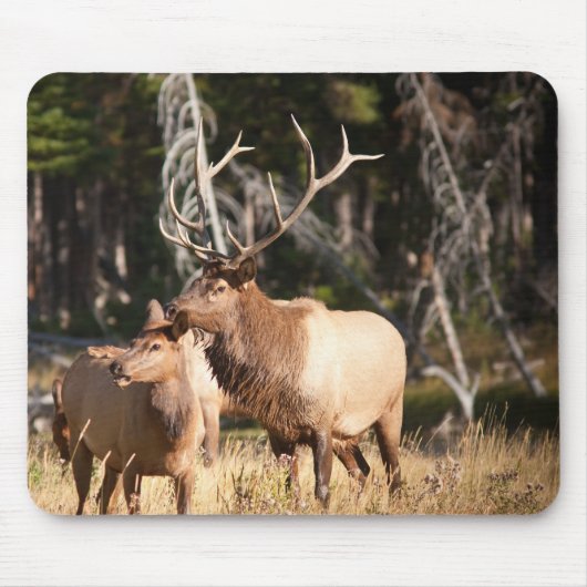 Bull Elk Muismat (Voorkant)