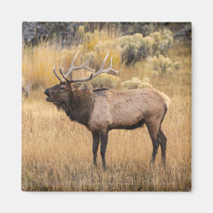 Bull Elk   Nationaal Park Yellowstone Magneet