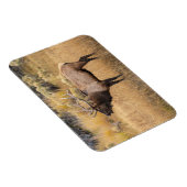 Bull Elk | Nationaal Park Yellowstone Magneet (Rechterzijde)