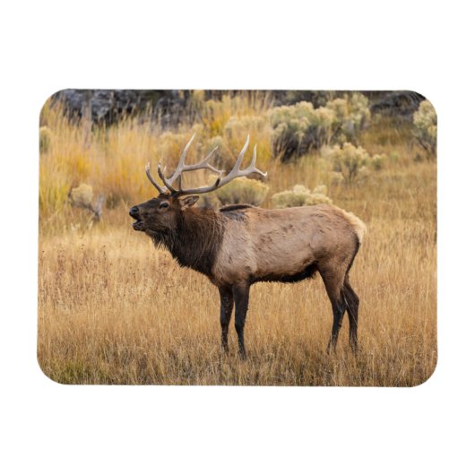 Bull Elk | Nationaal Park Yellowstone Magneet (Horizontaal)