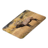 Bull Elk | Nationaal Park Yellowstone Magneet (Linkerzijde)