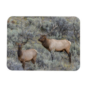 Bull Elk Nationaal park Yellowstone Wyoming Magneet
