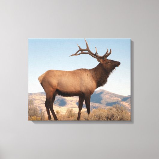 Bull Elk Near Mammoth | Wyoming Canvas Afdruk (Voorkant)