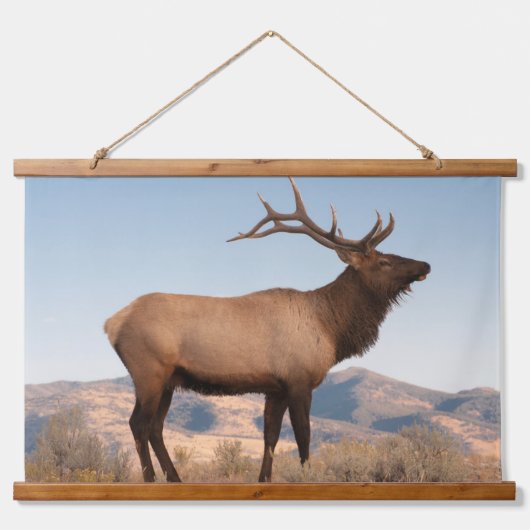Bull Elk Near Mammoth | Wyoming Hangend Wandkleed (Voorkant)