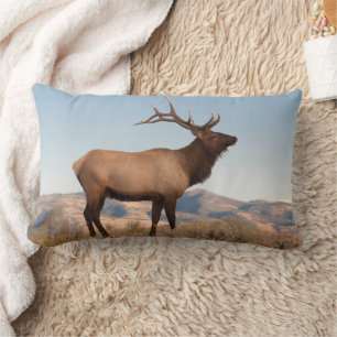 Bull Elk Near Mammoth   Wyoming Kussen