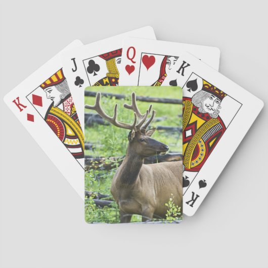 Bull Elk Pokerkaarten (Achterkant)