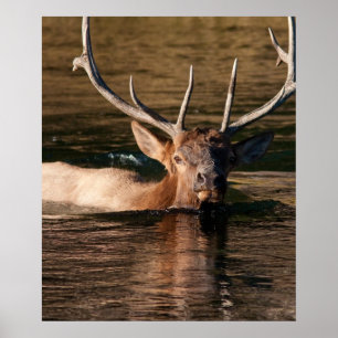 Bull Elk Poster