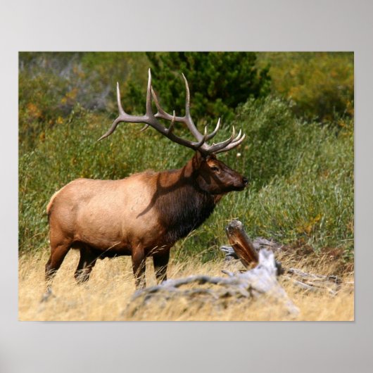 Bull Elk Poster (Voorkant)