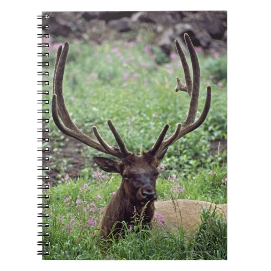 Bull Elk resting in Alpine Meadow met Antlers Notitieboek (Voorkant)