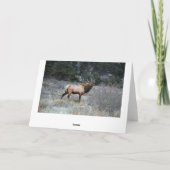 Bull Elk Resting Kaart (Achterkant)
