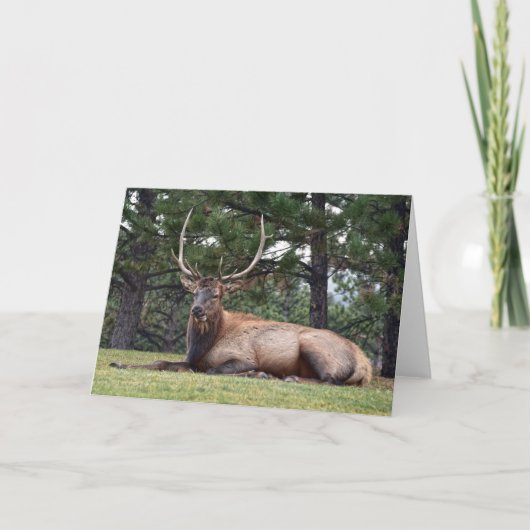 Bull Elk Resting Kaart (Voorkant)