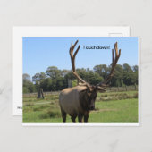 Bull Elk Signals "Touchdown" Briefkaart (Voorkant / Achterkant)