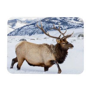 Bull Elk Wyoming Magneet