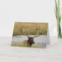 Bull Elk Yellowstone - Hartelijk dank
