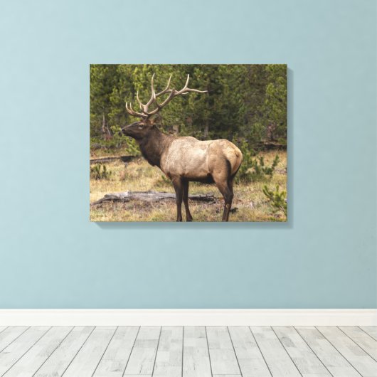 Bull Elk Yellowstone National Park Wyoming Canvas Afdruk (Insitu (Houten vloer))