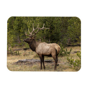 Bull Elk Yellowstone National Park Wyoming Magneet