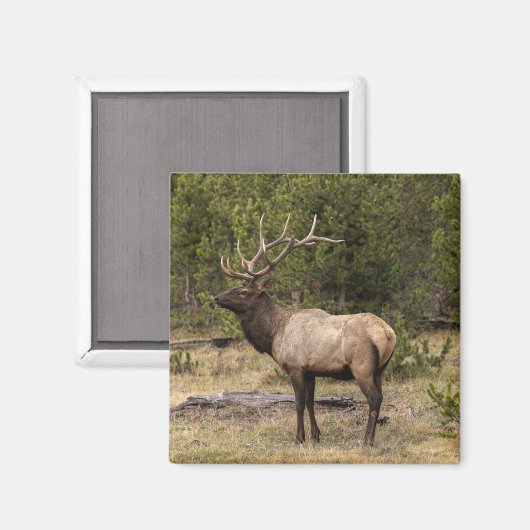 Bull Elk Yellowstone National Park Wyoming Magneet (Voorkant / Achterkant)