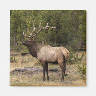 Bull Elk Yellowstone National Park Wyoming Magneet