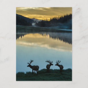 Bull Elks Silhouetted Poudre Lake Sunrise Briefkaart