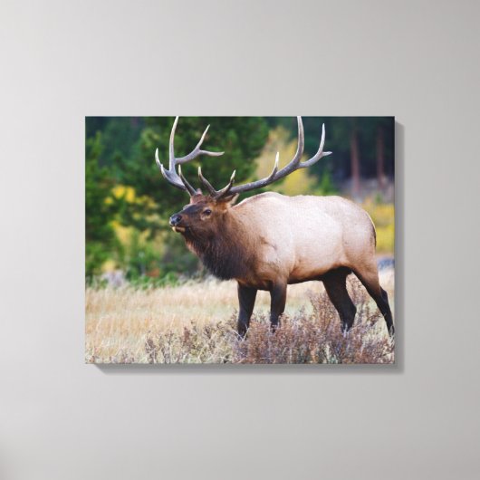 Bull en Aspen Trees | Nationaal park Rocky Mountai Canvas Afdruk (Voorkant)