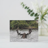 Bull Moose Briefkaart (Staand voorkant)