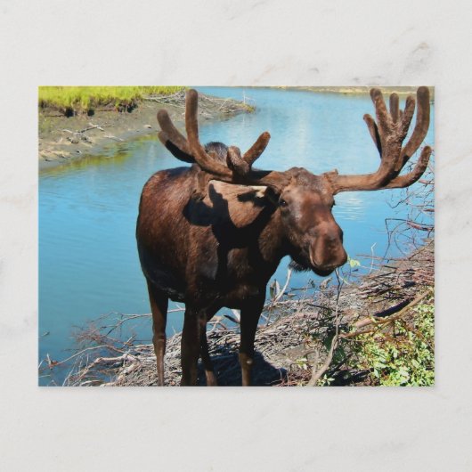 Bull Moose Briefkaart (Voorkant)