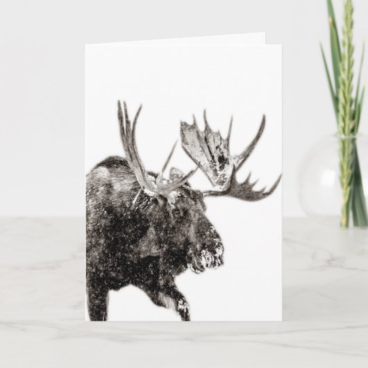 Bull Moose dans la carte de voeux de neige (Devant)
