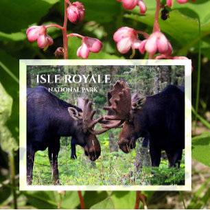 Bull Moose Duel, Isle Royale Briefkaart
