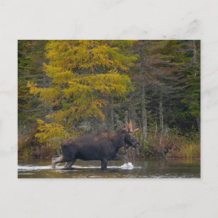 Bull Moose in het meer Briefkaart